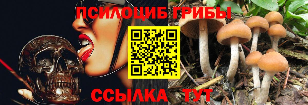 Псилоцибиновые грибы Cubensis Новоуральск